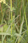 Yellow Spring bedstraw 